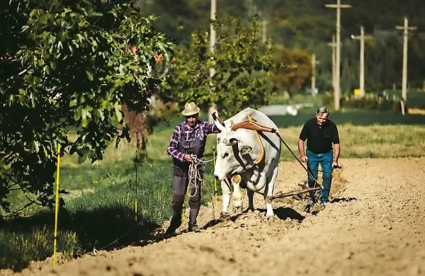 Ob 16. uri bodo obudili običaj oranja z boškarinom.