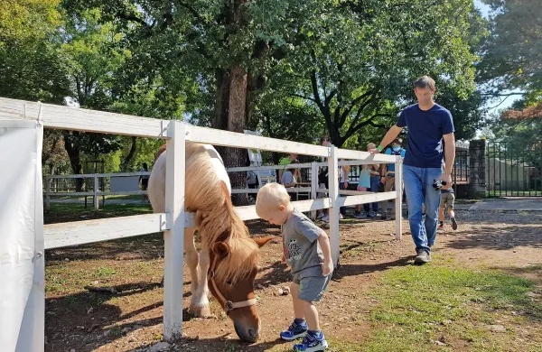 Dan lipicanca v znamenju družin in Černigoja
