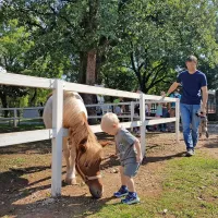 Dan lipicanca v znamenju družin in Černigoja