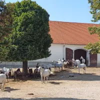 Dan lipicanca v znamenju družin in Černigoja