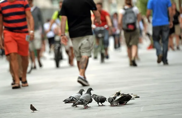 Znanstveniki so prepričani, da bi lahko matematični algoritem, ki 
so ga razvili, uporabili v aplikacijah za navigacijo in s tem 
zmanjšali število smrtnih žrtev v prometu.