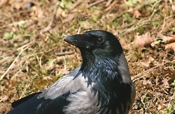 Med najdovzetnejše sodijo ptice iz reda pevk, med njimi so najbolj 
dovzetni vrani. Po okužbi z virusom Zahodnega Nila lahko poleg 
ptic zbolijo tudi konji.