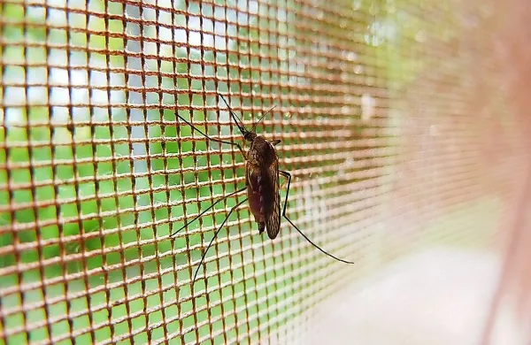 Poleg  sredstev, ki odvračajo komarje, ter  obleke z dolgimi rokavi 
in hlačnicami, v boju proti krvosesom  pomagajo tudi komarniki na 
oknih in vratih ter klimatske naprave.