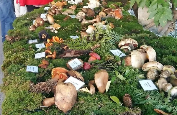 Leto&scaron;nja jesen je posebej radodarna z jurčki