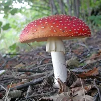 Leto&scaron;nja jesen je posebej radodarna z jurčki