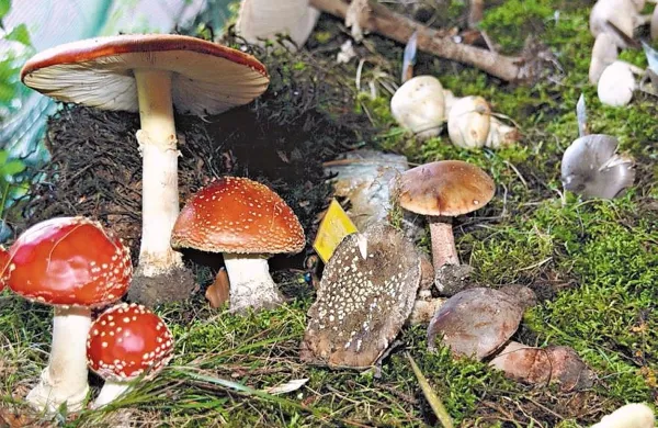 Gobarji razstavljajo in svetujejo