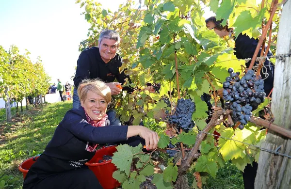 Prvič v kra&scaron;kem vinogradu