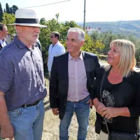 Oljka županov je že zrela