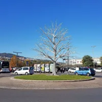 Nasproti tržnice so namestili svetleče drevo.