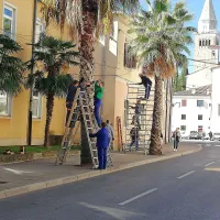 Palme bodo ovili v svetlečo verigo. 