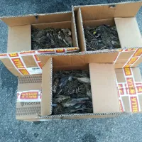 Ptice so bile spravljene v 15 škatlah med osebno prtljago. 