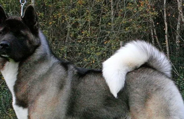 Ameriška akita