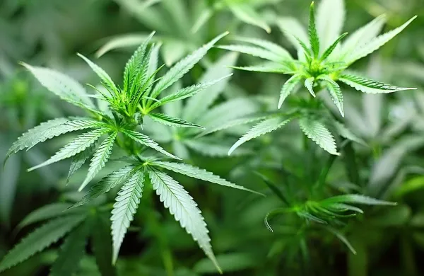 V Veliki Britaniji bo od 1. novembra dovoljena uporaba marihuane 
v zdravstvene namene.  Kanada pa bo prihodnji teden postala 
druga država na svetu, ki bo legalizirala marihuano.