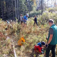 V golosek posadili mladike bukve in smreke