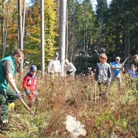 V golosek posadili mladike bukve in smreke