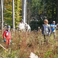 V golosek posadili mladike bukve in smreke
