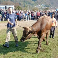 Najlep&scaron;e krave so na&scaron;le nove hleve