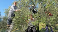 V Brdih pričakujejo letos kakovostno in količinsko dobro letino, saj 
je bilo vreme ugodno in z oljčno muho ni bilo težav.