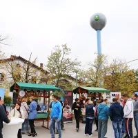 Mipov bik se je umaknil Pivkinemu pi&scaron;čancu