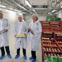 Mipov bik se je umaknil Pivkinemu pi&scaron;čancu