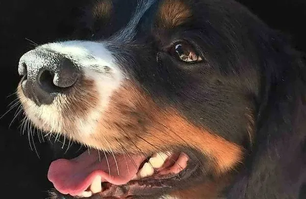 Če ne bi bilo Snoopyja, bi danes govorili o veliki tragediji.