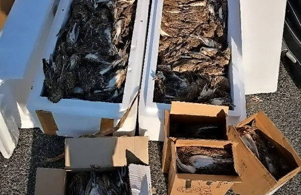V kombiju je Romun tihotapil 700 mrtvih zaščitenih ptic.