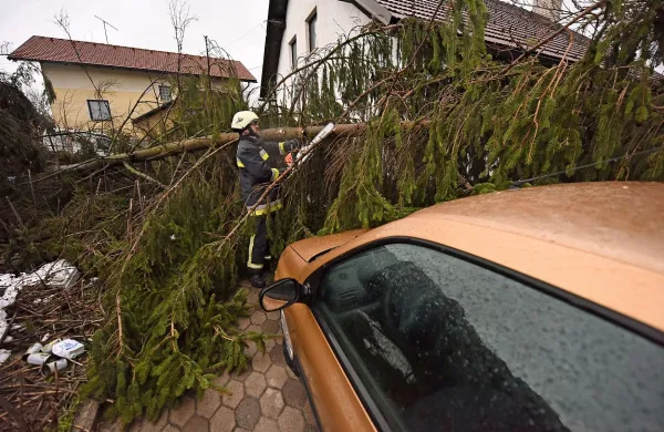 Močan veter podira drevesa.