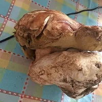 Jurček je tehtal 1,4 kilograma