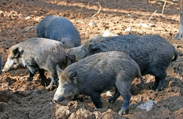Okužba z virusom Aujeszkega za človeka ni nevarna, za živali pa je 
smrtna. Okužijo se, če pridejo v stik s prašičem, ki virus izloča, 
oziroma z materialom, ki je kontaminiran z virusom.