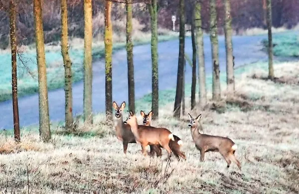 Zadi&scaron;alo bo po zimi
