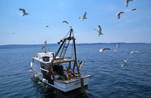 Predlagani večletni načrt bi vzpostavil ribolovne možnosti za vrste 
rib, ki plavajo blizu površja Jadranskega morja, zlasti inčune, 
sardele in skuše.