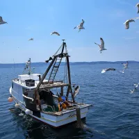 Predlagani večletni načrt bi vzpostavil ribolovne možnosti za vrste 
rib, ki plavajo blizu površja Jadranskega morja, zlasti inčune, 
sardele in skuše.