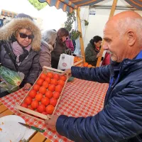 Strunjan spet v znamenju kakijev