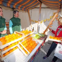 Strunjan spet v znamenju kakijev