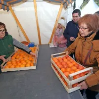 Strunjan spet v znamenju kakijev