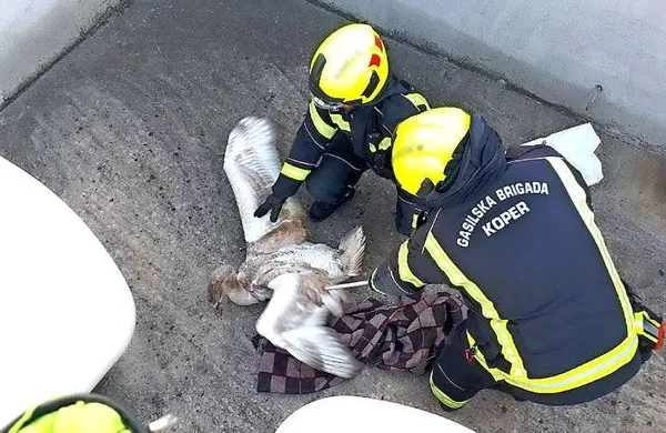 Gasilci re&scaron;ili laboda, ujetega med plinskimi jeklenkami