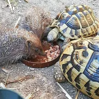 Mačja hrana tekne tudi želvam in najnovejšim Orejaševim “pacientom”, ježkom.