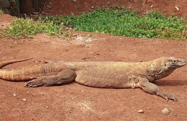 Indonezija bi za ogled komodo&scaron;kih varanov zaračunala po 500 dolarjev