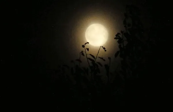 Nekaj milimetrov velike kamenčke z Lune prodali za 855.000 dolarjev