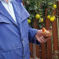 Mačji kaki