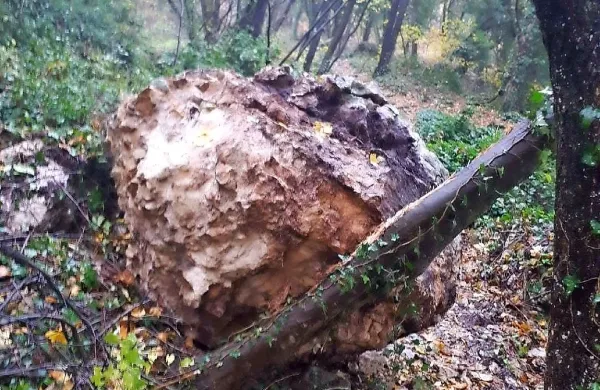 Skala, velika  približno kot dva pralna stroja, se je skotalila na 
makadamsko pot.