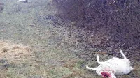 V Brkinih se je zgodil novi pokol ovac.