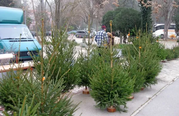 Posekana drevesca iz slovenskih gozdov, namenjena za okras in 
praznovanje, morajo biti v letošnjem decembru med prevozom in 
prodajo označena z nalepko rdeče barve, na kateri je letnica 2018, 
so sporočili iz zavoda za gozdove.