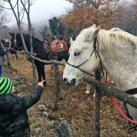 Tudi v Zanigradu tradicionalno žegnanje konj
