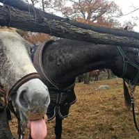 Tudi v Zanigradu tradicionalno žegnanje konj