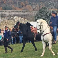 Tudi v Zanigradu tradicionalno žegnanje konj