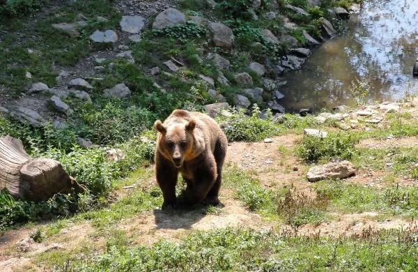 Upravno sodišče RS je zadržalo izvajanje odloka o odvzemu 
rjavega medveda iz narave, po katerem je do 30. septembra 
predviden odvzem 200 medvedov.