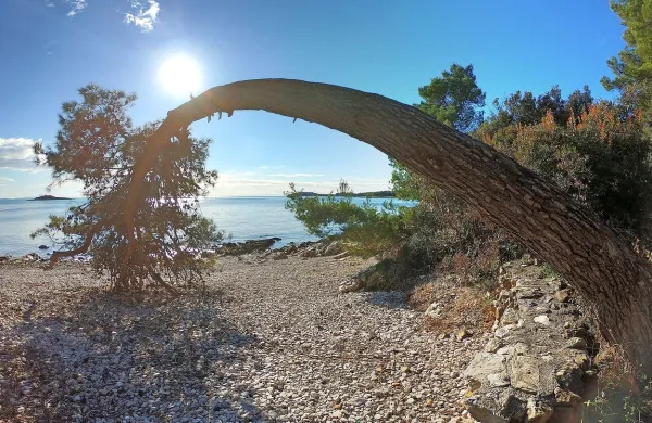 Zaščiteni rovinjski gozdni  park Zlatni rt