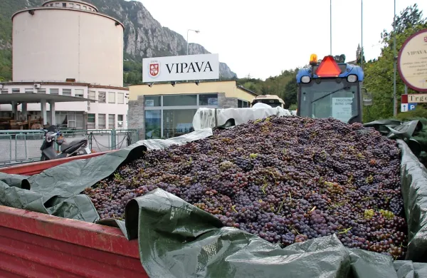 Odkup zadnjega letnika grozdja je tekel gladko, prav tako 
plačila. 