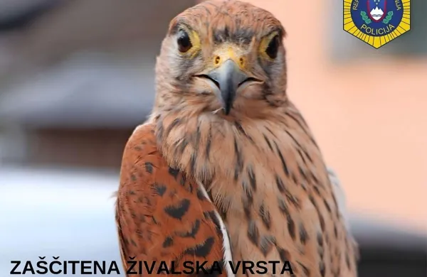 Kriminalisti so na podlagi prijave Društva za opazovanje in 
proučevanje ptic Slovenije na Gorenjskem zasegli ptico postovko, 
ki je na seznamu zaščitenih živalskih vrst.